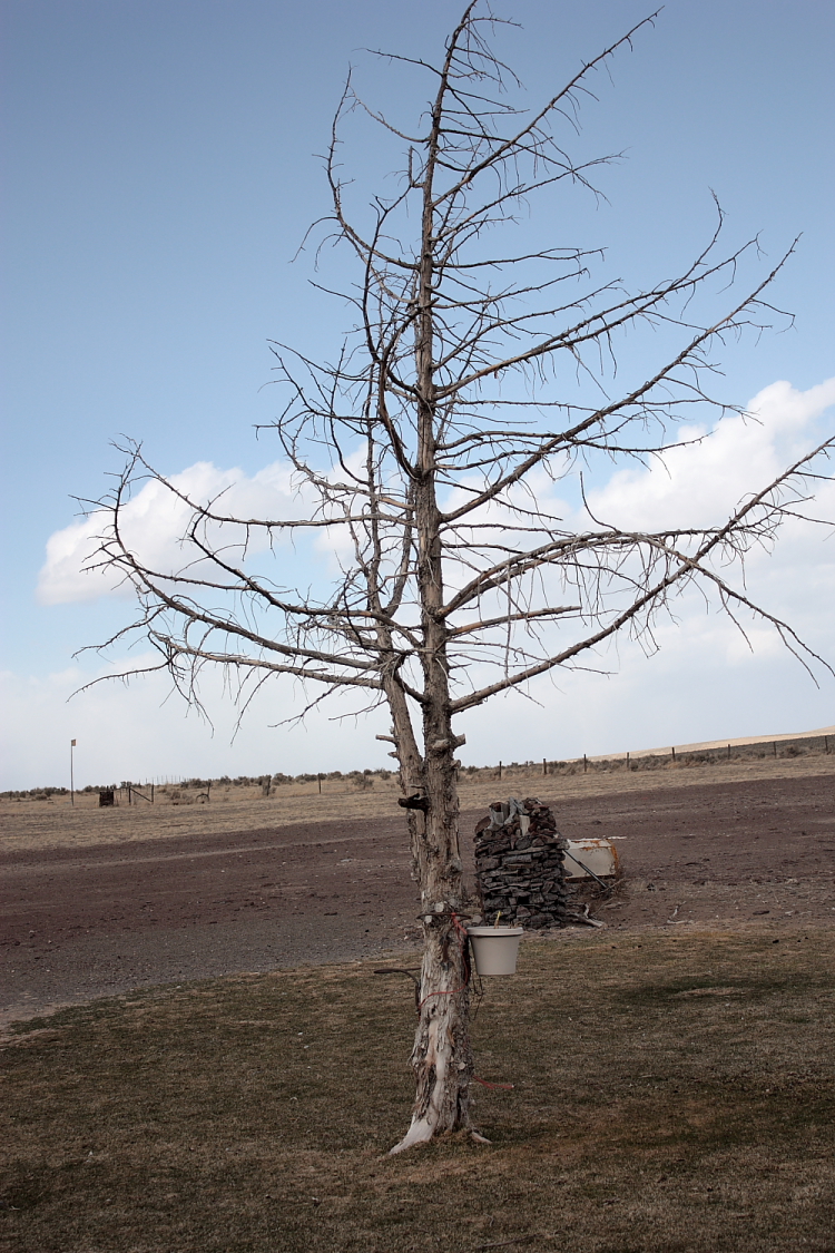 Mexican_Hairless_Juniper.JPG