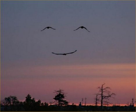 three-bird-smiley-face.jpg