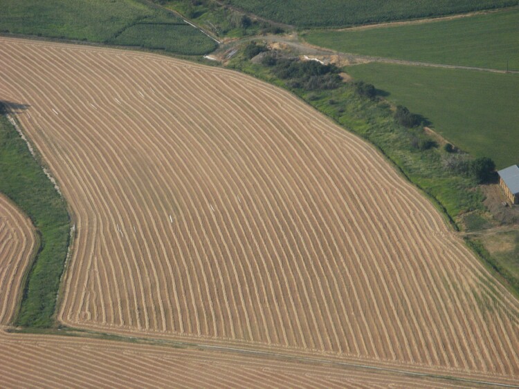 wheat field.jpg