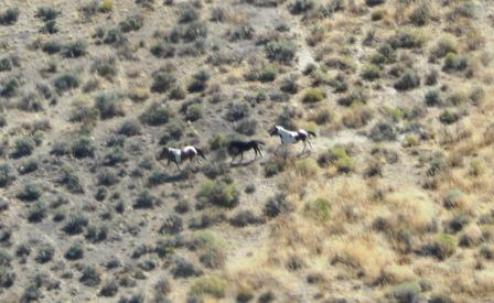 wild-horses.JPG