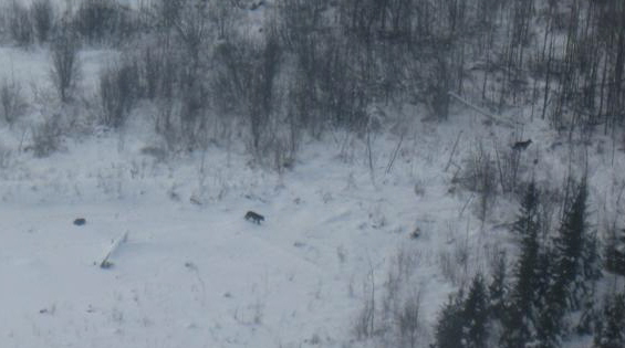 wolves_12-16-10.jpg